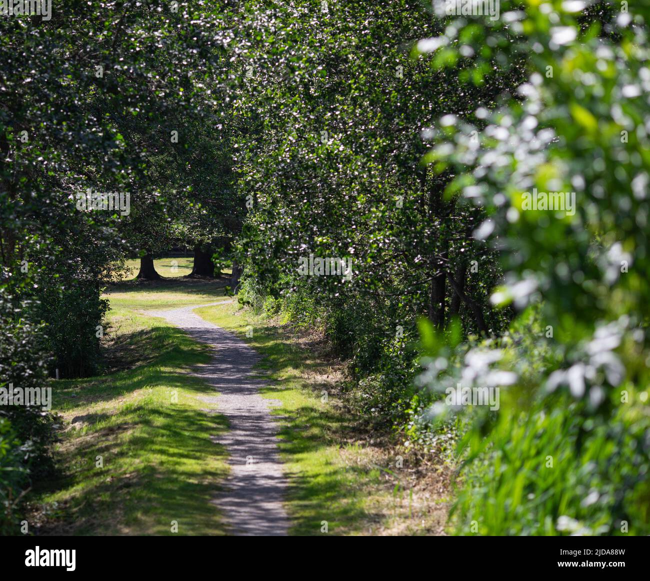 Pathway in green forest hi-res stock photography and images - Alamy