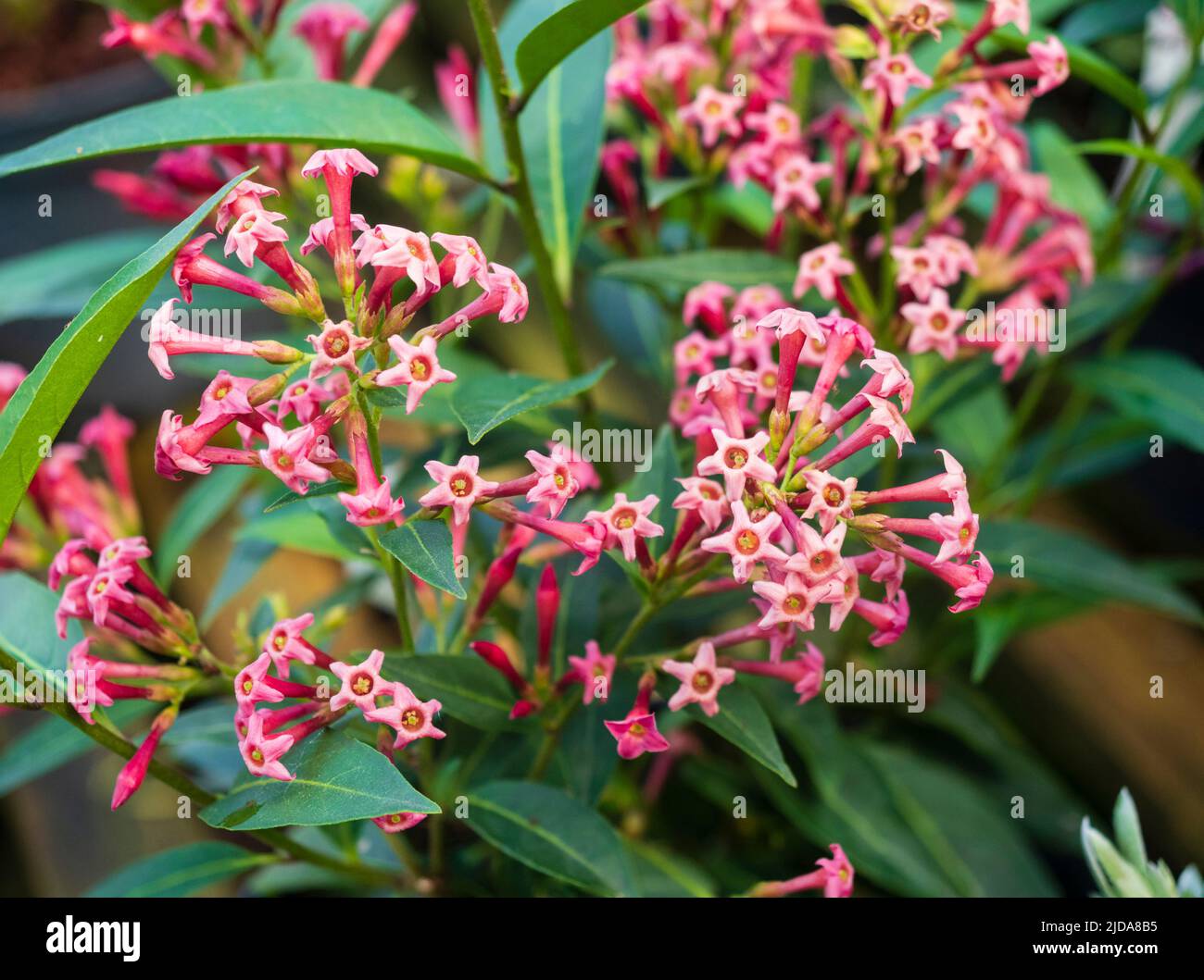 Tubular flowers of the night scented half hardy evergreen shrub, Cestrum x cultum 'Cretan Pink' Stock Photo