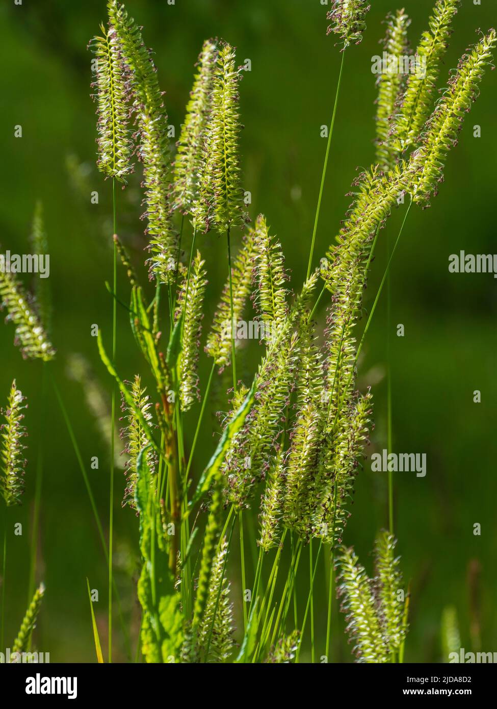 Flattened flowering panicles of the UK meadow and roadside Crested dog's-tail grass, Cynosurus cristatus Stock Photo