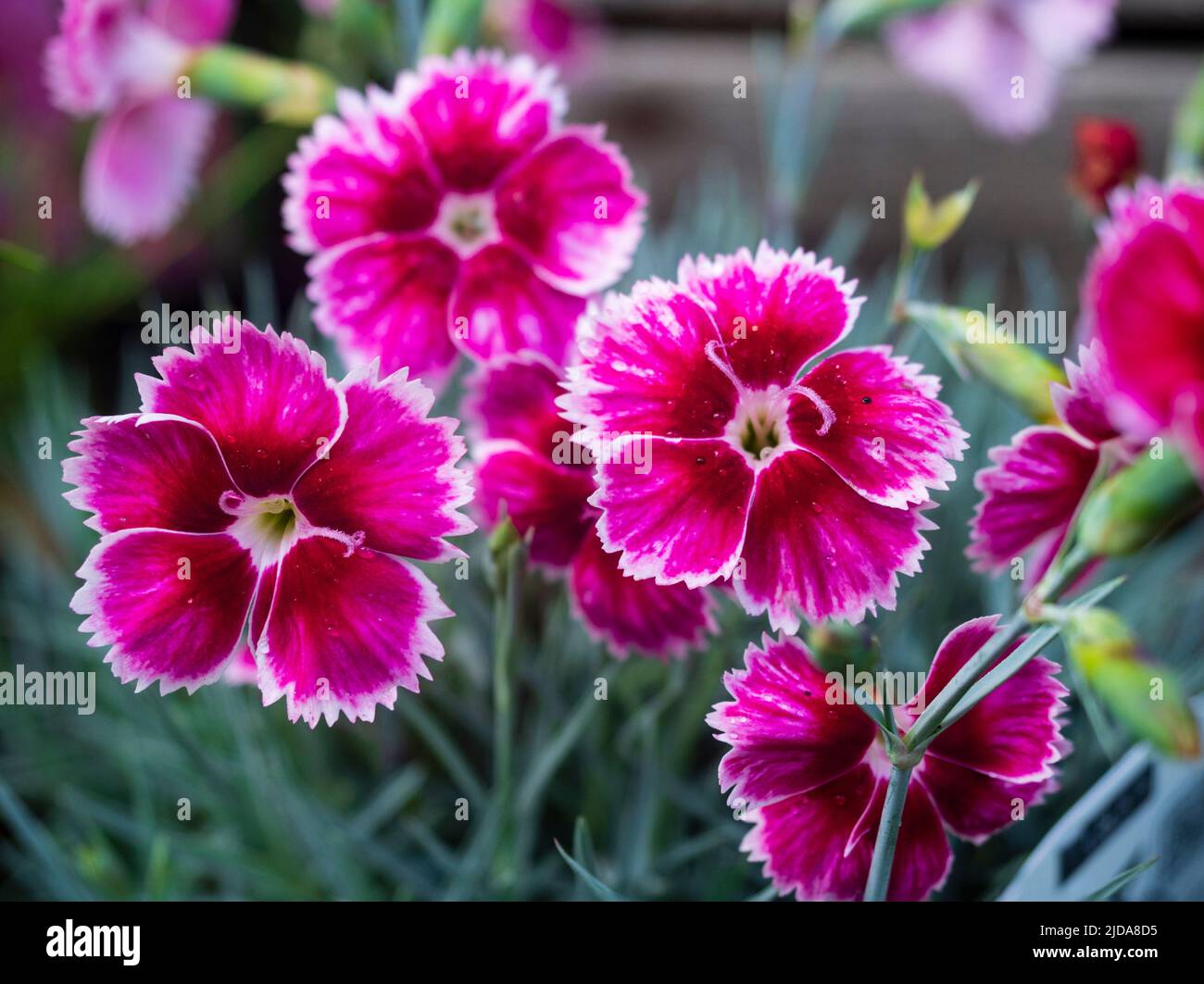White edged fragrant pink flowers of the summer blooming alpine pink, Dianthus 'Flutterburst' Stock Photo