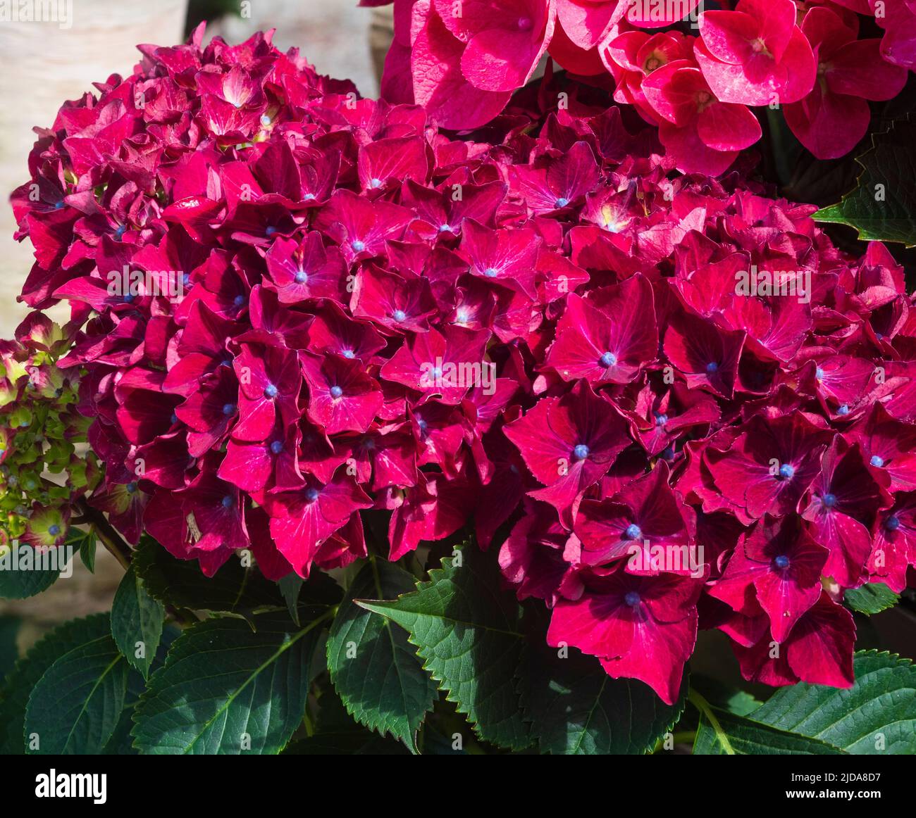 Mophead flowers of the hardy deciduous shrub, Hydangea macrophylla 'Hot Red Purple' Stock Photo