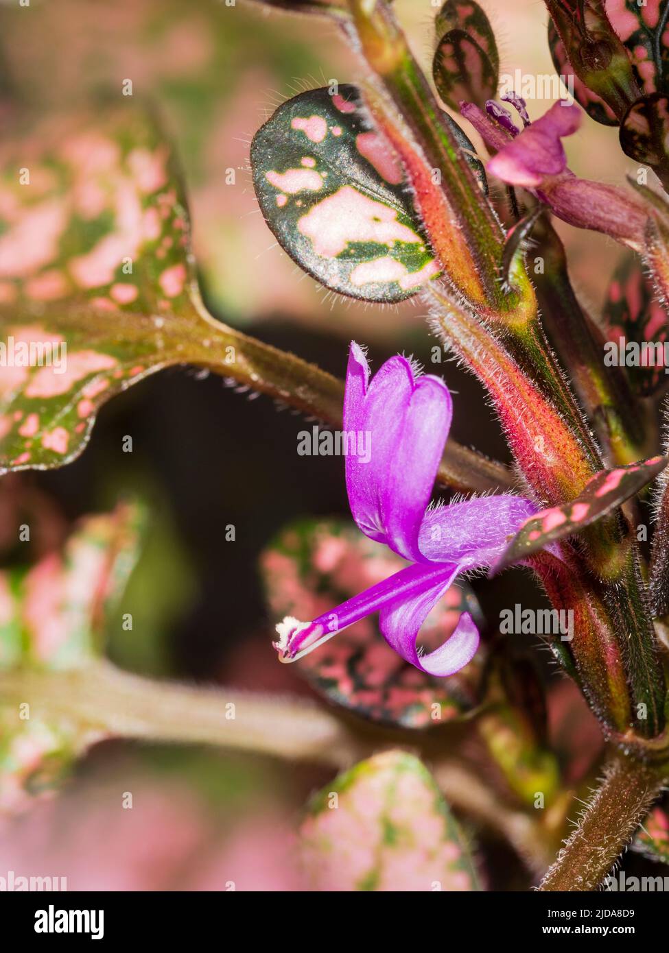 Delicate summer flower of the tender dwarf foliage houseplant, Hypoestes phyllostachya 'Pink Splash' Stock Photo
