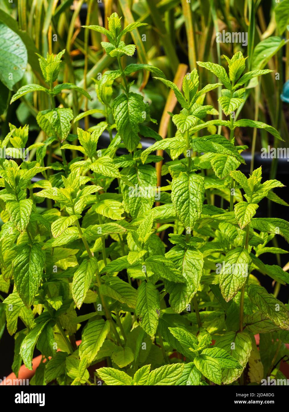 Container grown garden mint, Mentha spicata, in a small kitchen garden Stock Photo