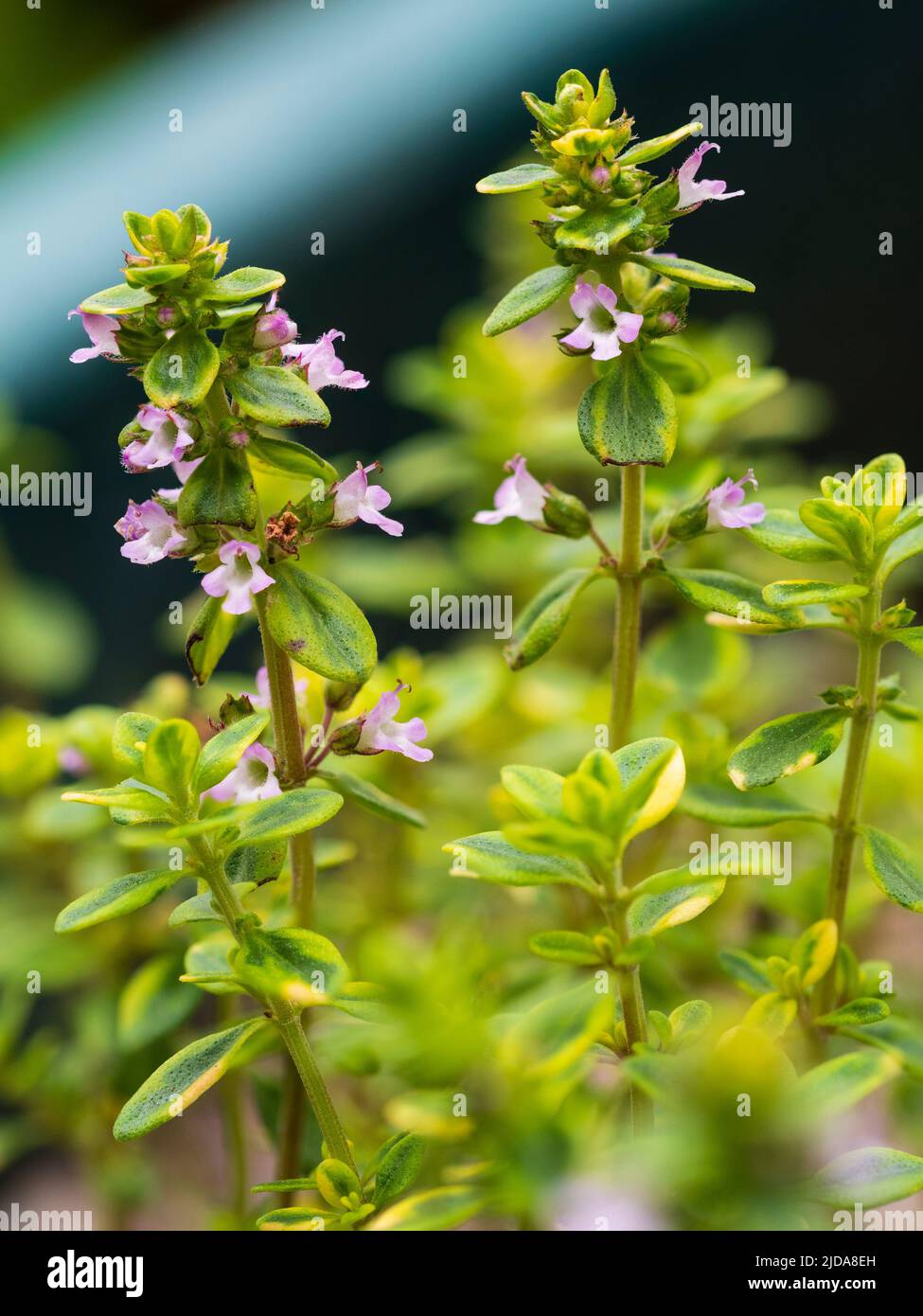 Green and yellow variegation and pink summer flowers of the hardy culinary herb, Thymus x citriodorus 'Variegata', lemon thyme Stock Photo