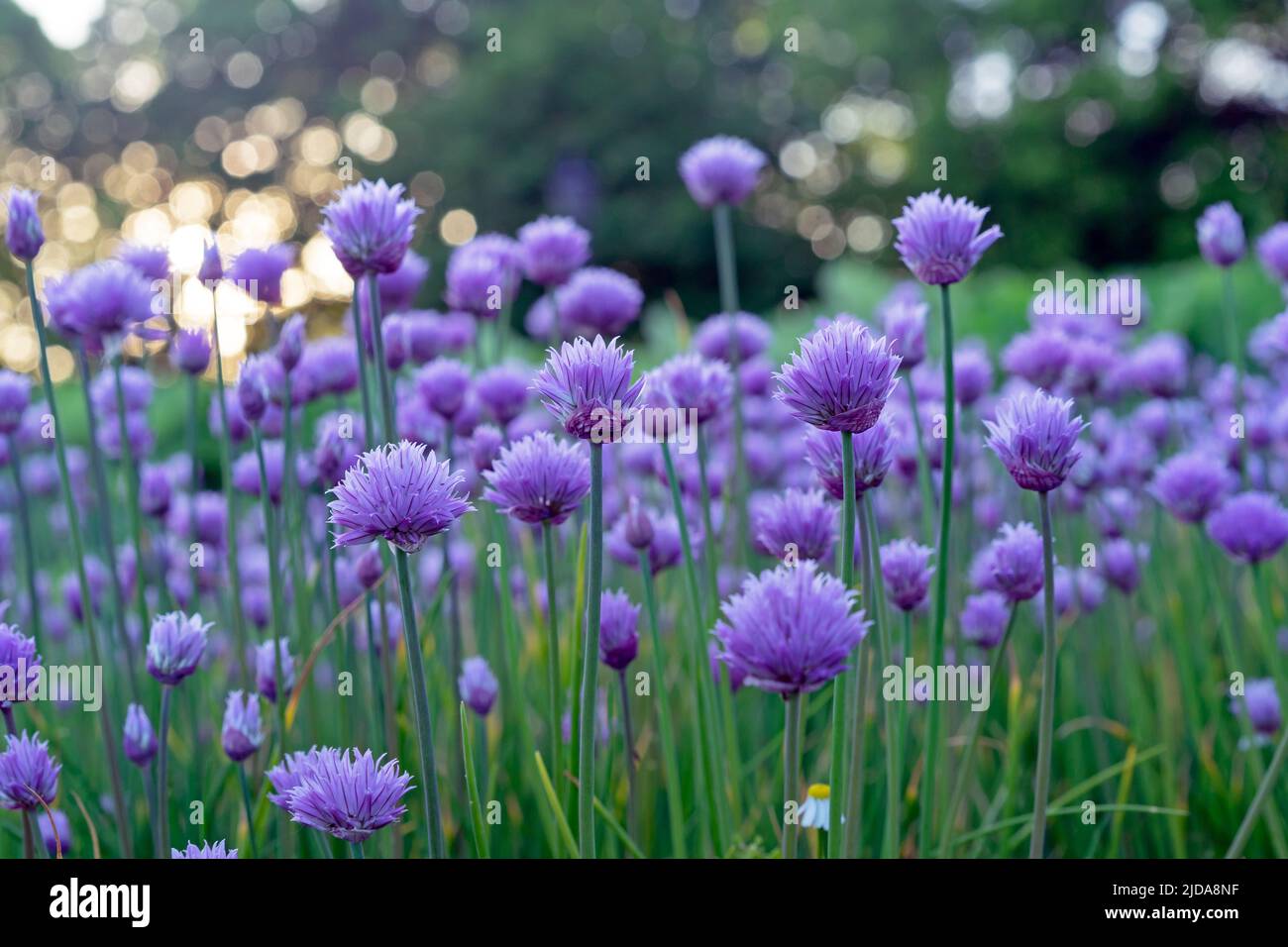 Purple chives flowers in the summer garden. Wild Chives flower or