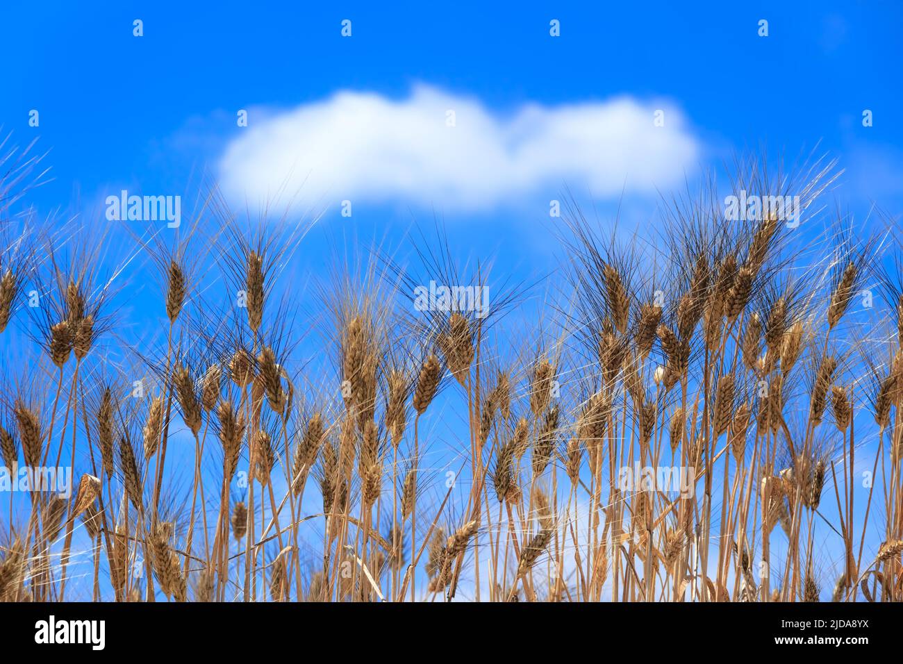 Ears of wheat on blue sky with cloud. Stock Photo