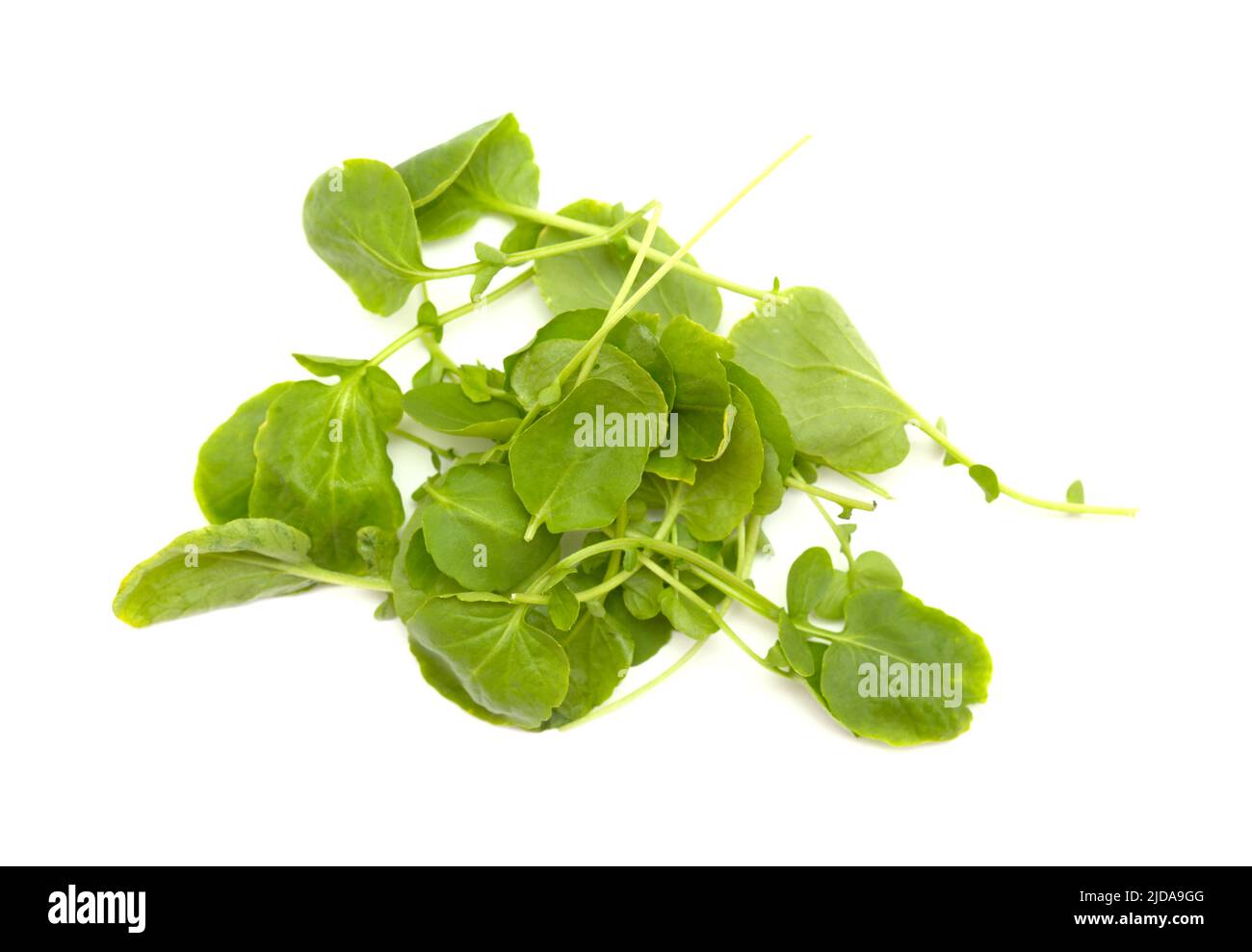 small green leaves of watercress salad isolated on white background Stock Photo