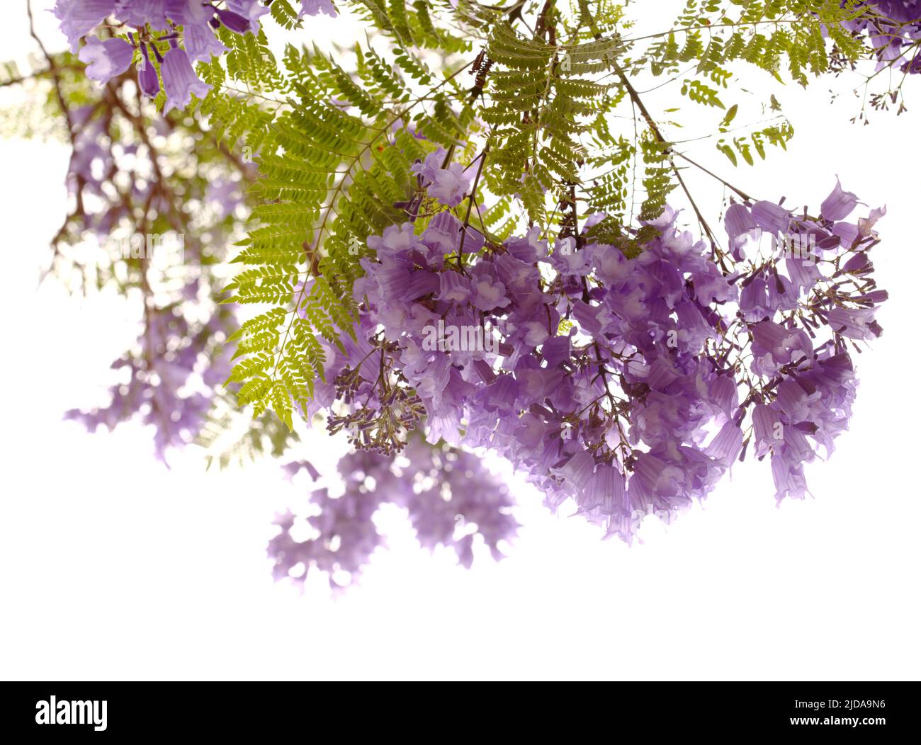 Flowers of blue jacaranda, Jacaranda mimosifolia, isolated on white