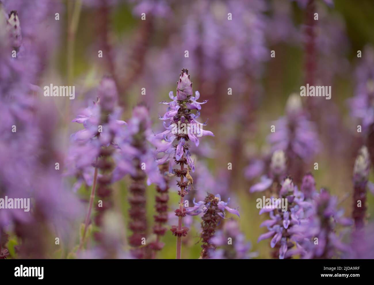 Blue flowers of Coleus comosus, scaredy cat plant, natural macro floral background Stock Photo