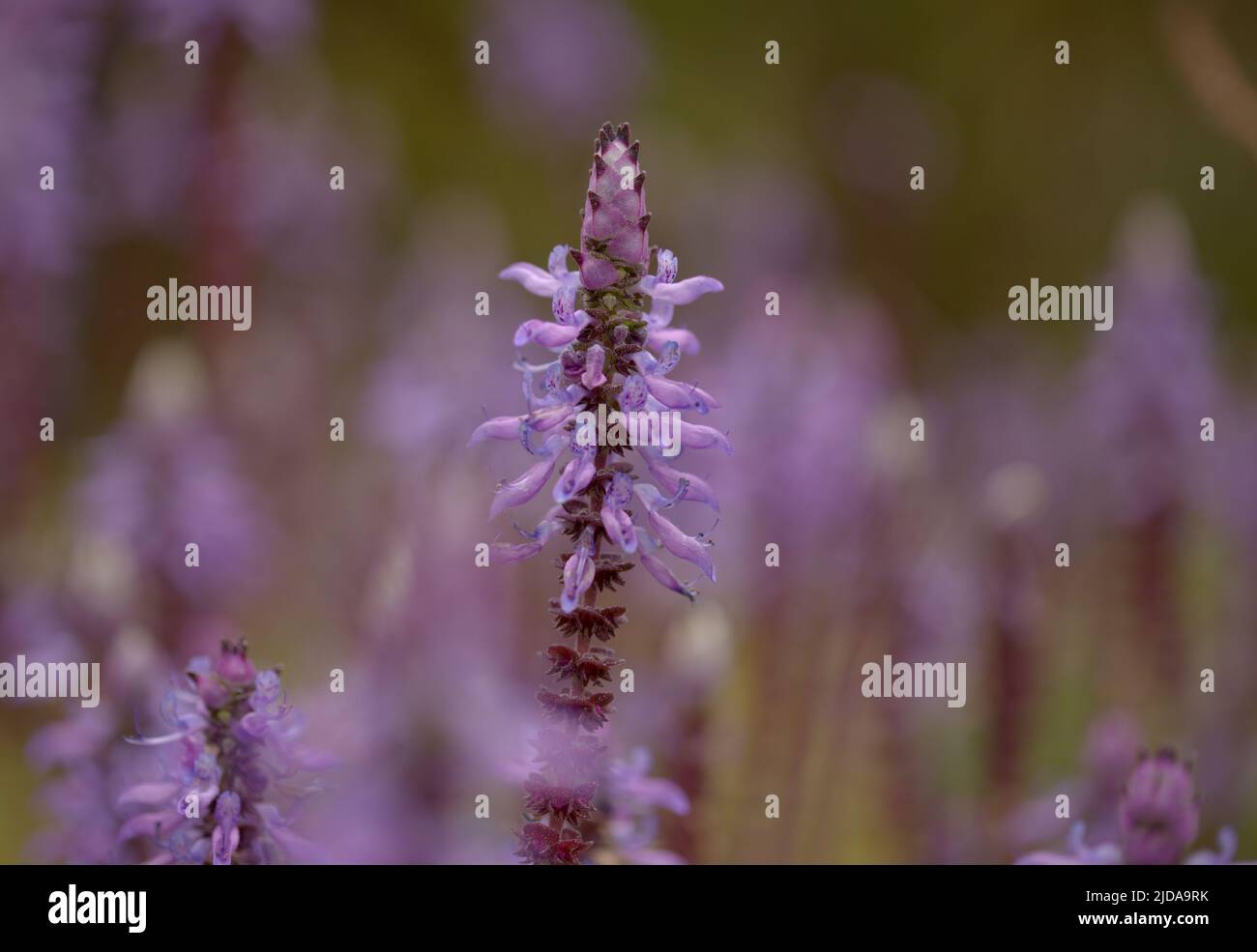 Scaredy kat hi-res stock photography and images - Alamy