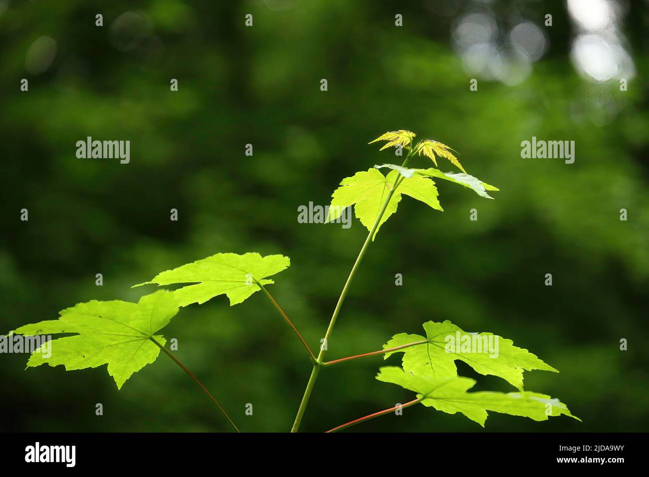 Maples leaves hi-res stock photography and images - Alamy