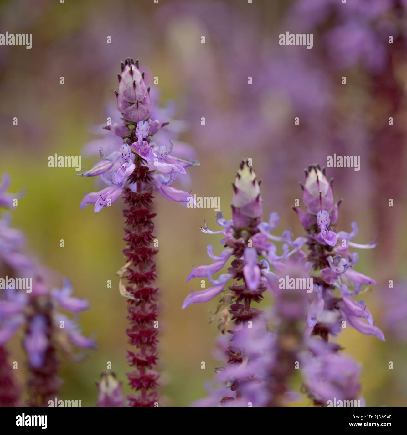 Blue flowers of Coleus comosus, scaredy cat plant, natural macro floral background Stock Photo