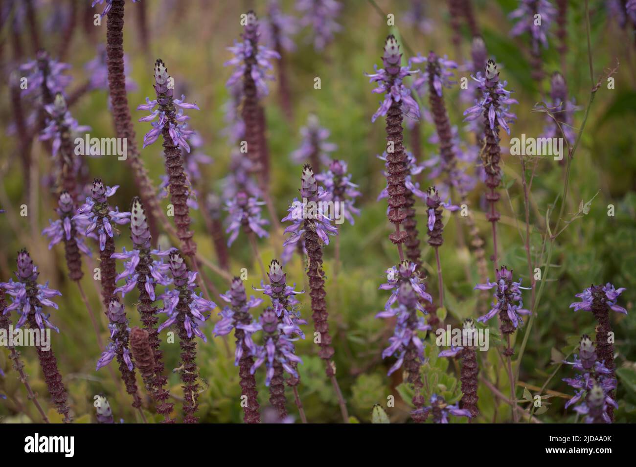 Blue flowers of Coleus comosus, scaredy cat plant, natural macro floral background Stock Photo