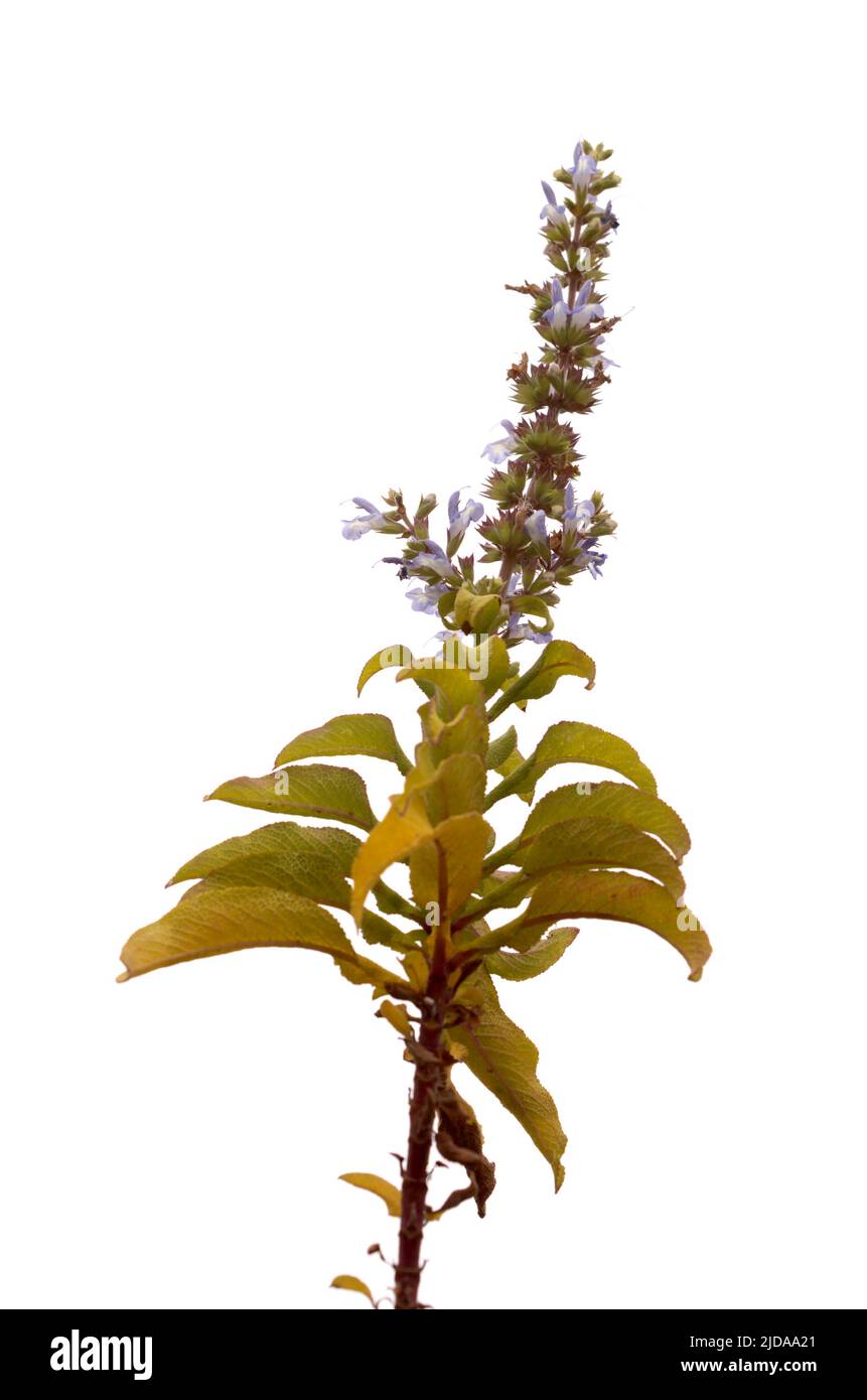 flowering Salvia aethiopis isolated on white background Stock Photo