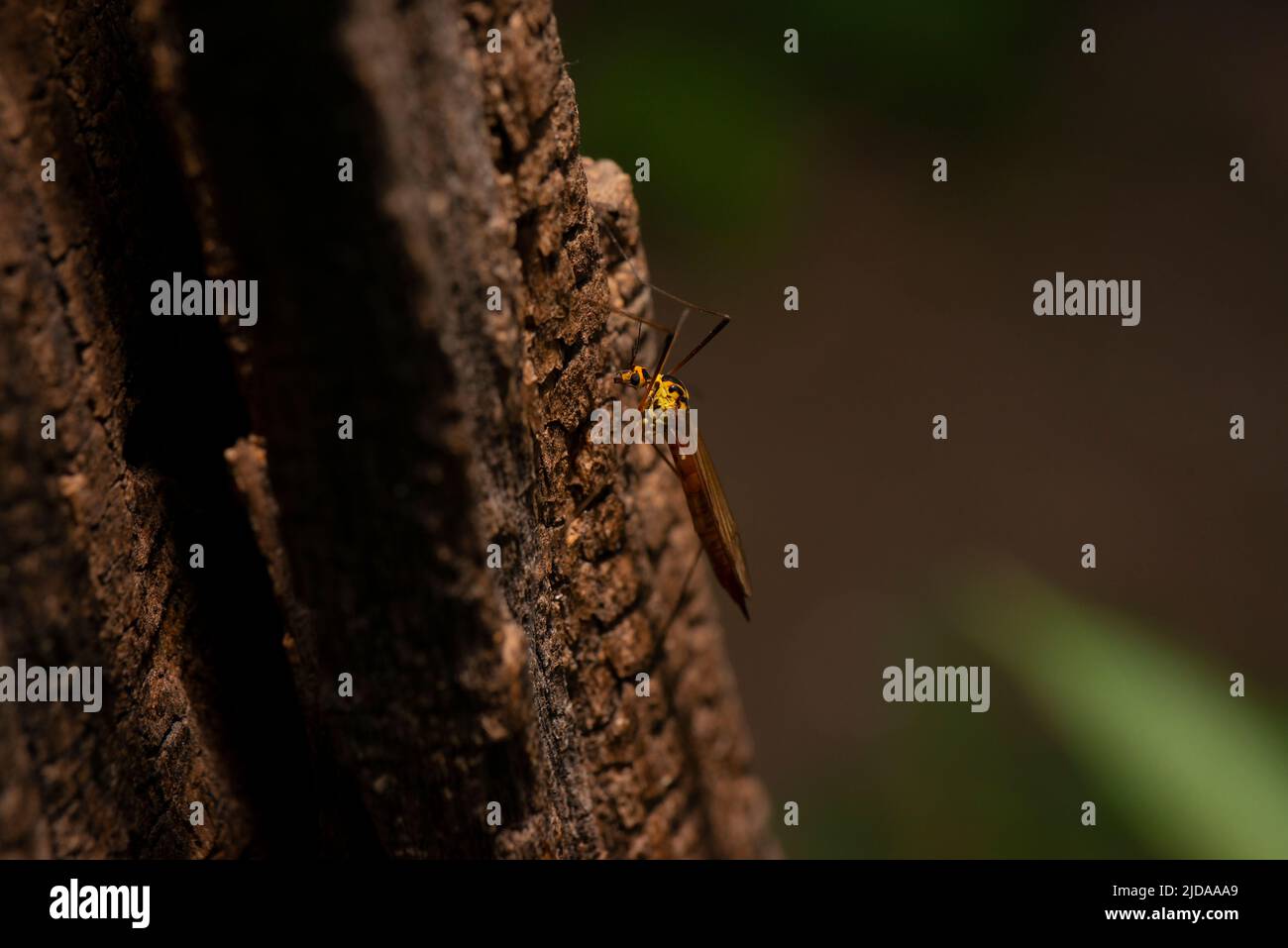 Weird looking insect (mosquito Stock Photo - Alamy
