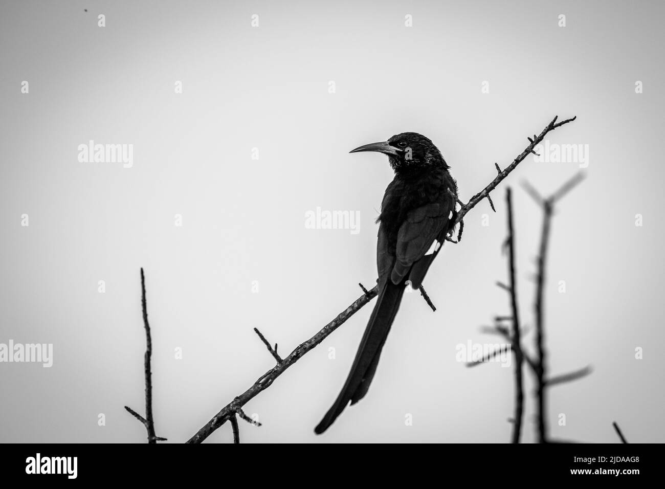 Green wood hoopoe on a branch in black and white in the Kruger National Park, South Africa. Stock Photo