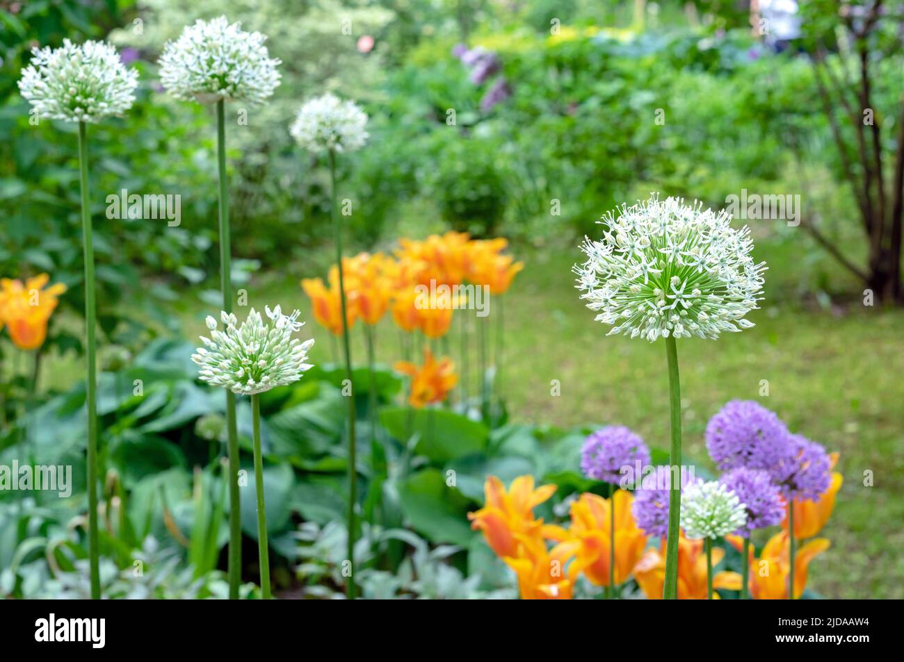 Round white heads of the giant onion lat. Allium giganteum in the