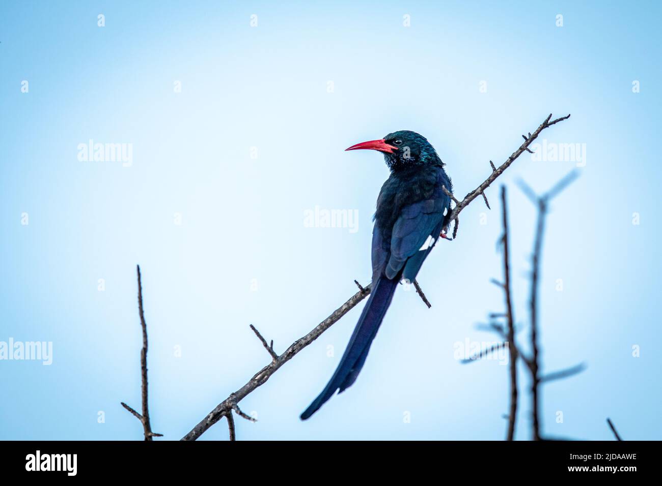 Green wood hoopoe on a branch in the Kruger National Park, South Africa. Stock Photo
