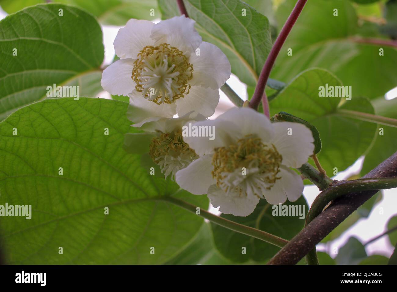 kiwis growing in my kiwi tree during spring Stock Photo Alamy
