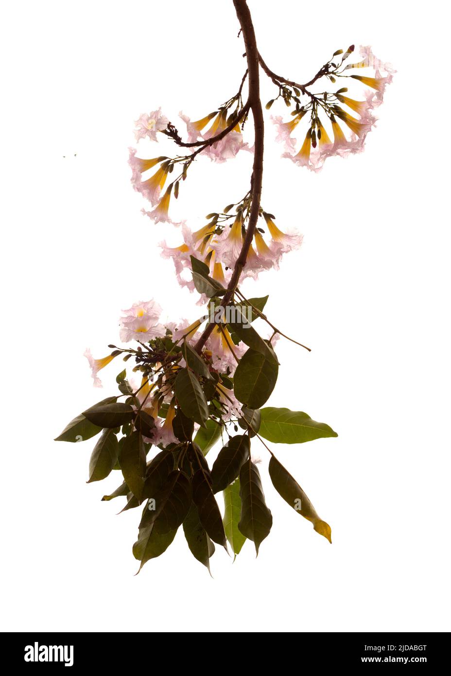 Tabebuia heterophylla, pink trumpet tree, flowering branches isolated on white background Stock Photo