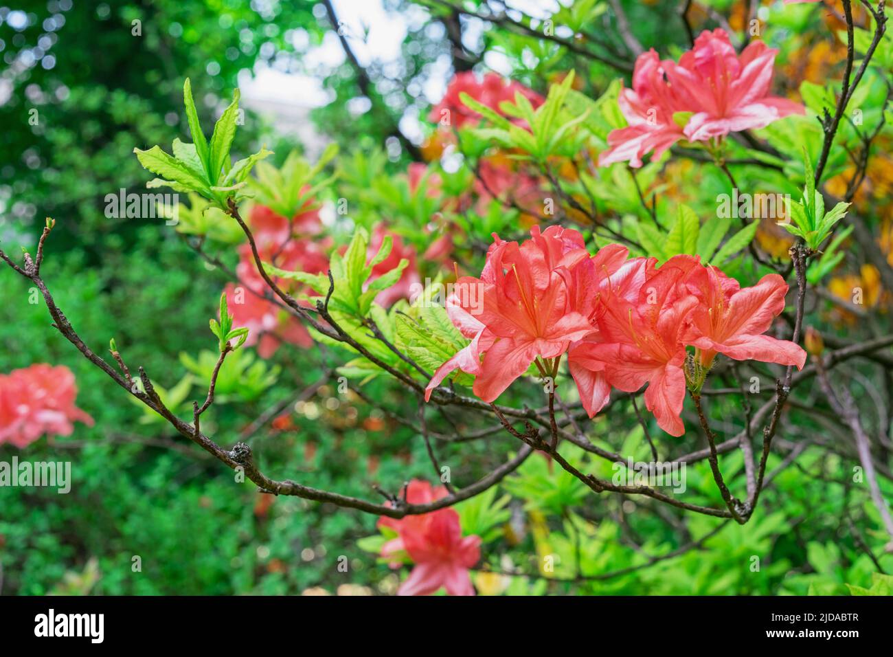 Scarlet rhododendrons in the summer garden. Pacific rhododendron. Red California rhododendron. Stock Photo