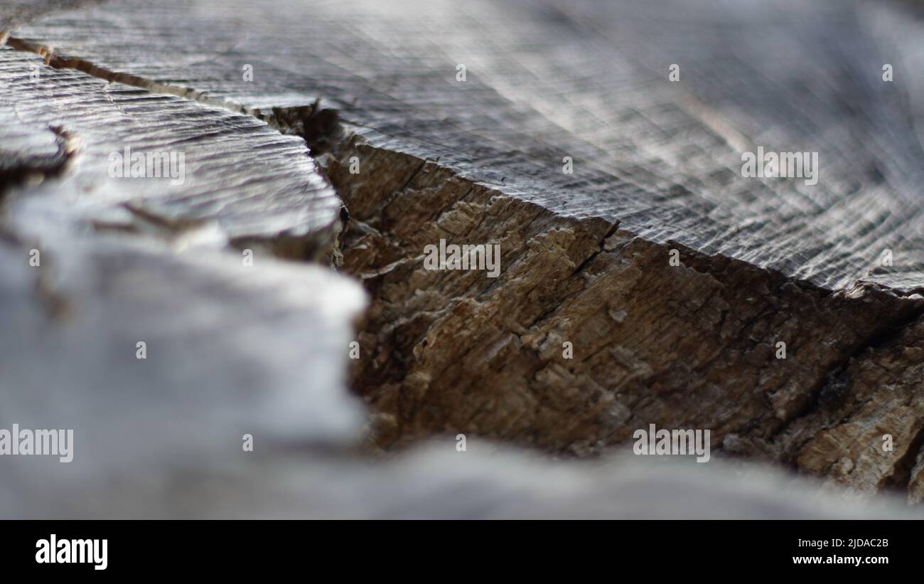 wood tree crack time passed life death old abstract texture Stock Photo