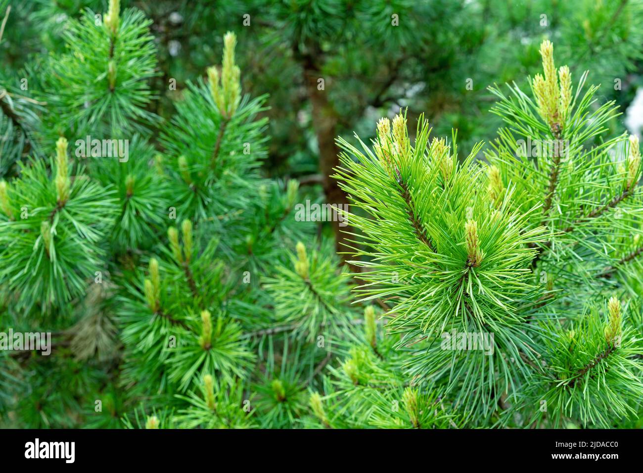 Bright green shoots and buds on a pine tree. Spruce branch with fresh sprouts. Evergreen foliage pine tree. Stock Photo