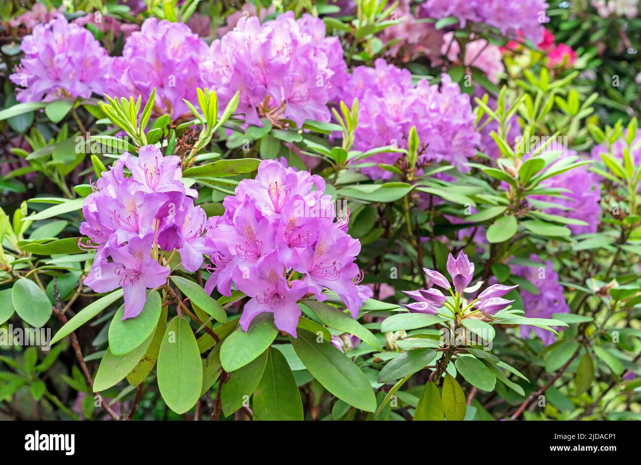 Pacific Rhododendron. Lilac California rhododendron. Blooming rhododendrons in the summer garden. Stock Photo