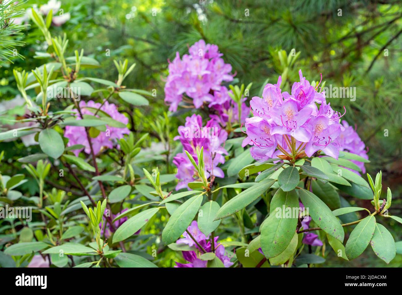 Lilac Rhododendron Pacific Rhododendron. Lilac California rhododendron. Blooming ...
