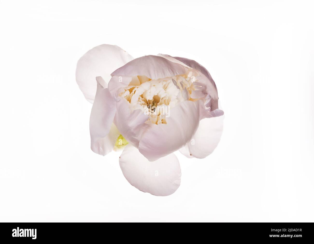 Gender pastel peony bud isolated on white. Wedding b, background, Birthday, Valentine's Day concept Stock Photo