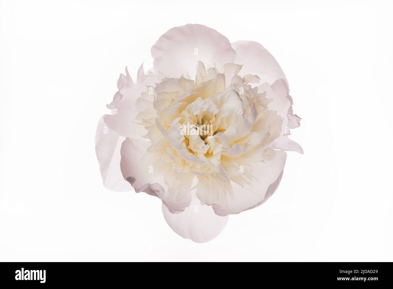 Beautiful white open peony flower isolated on white. Holiday, wedding, love, birthday design. Natural floral background Stock Photo