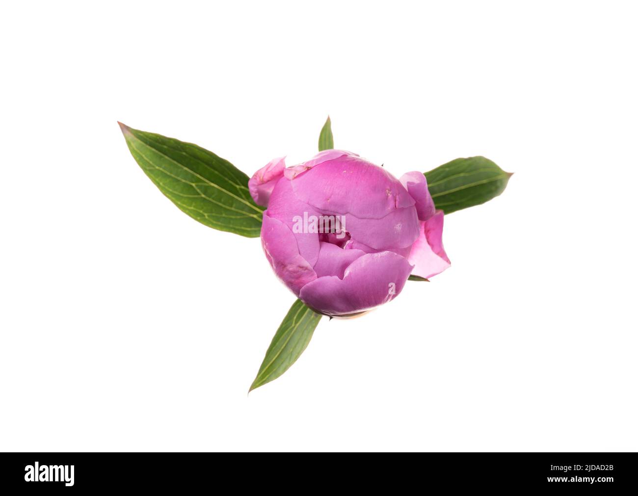 Beautiful bright pink peony bud on white background. Top view. Wedding backdrop, Birthday, Valentine's Day concept Stock Photo