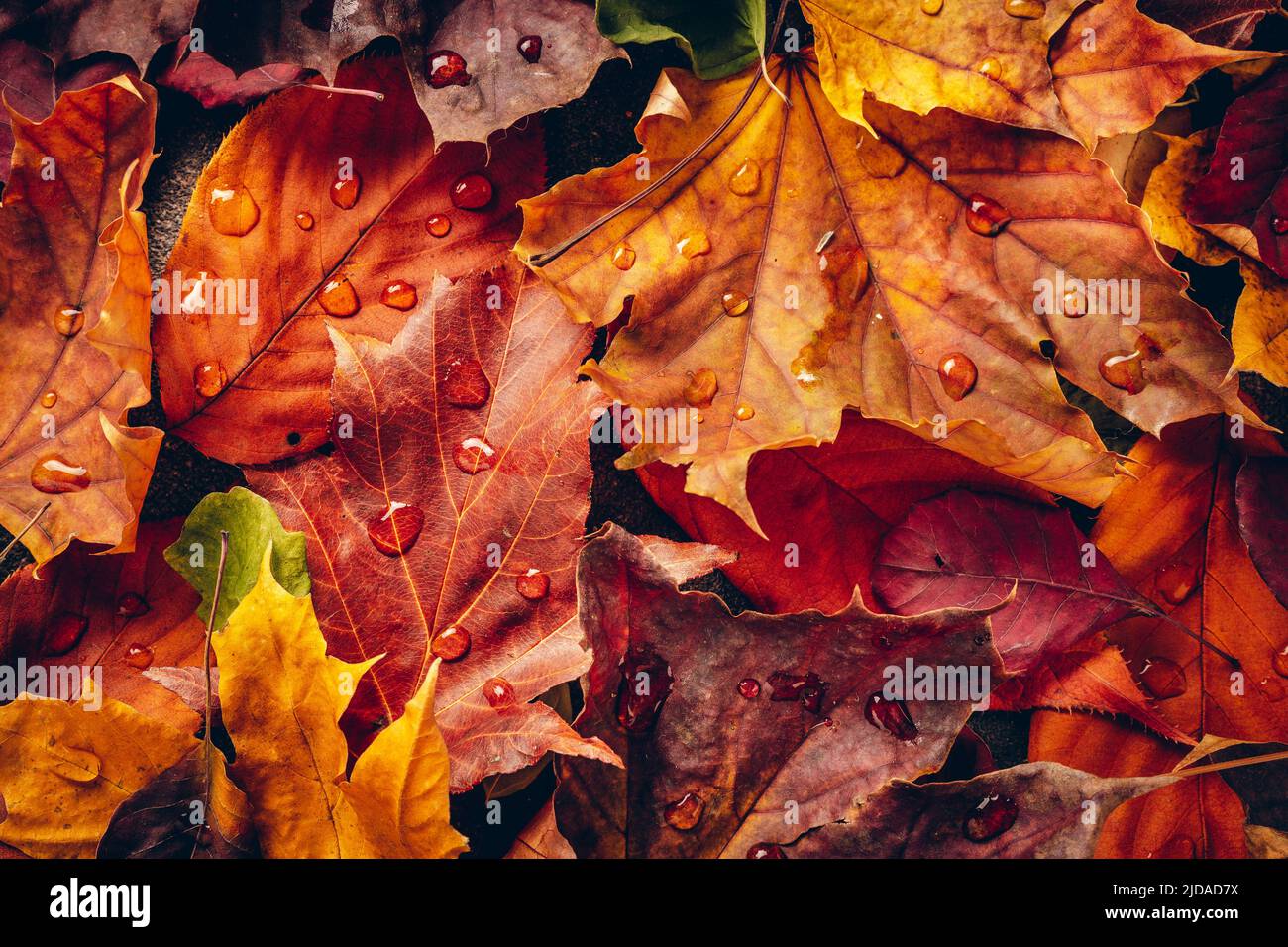 Red and orange Autumn Leaves with water drops. Top view. Nature background Stock Photo