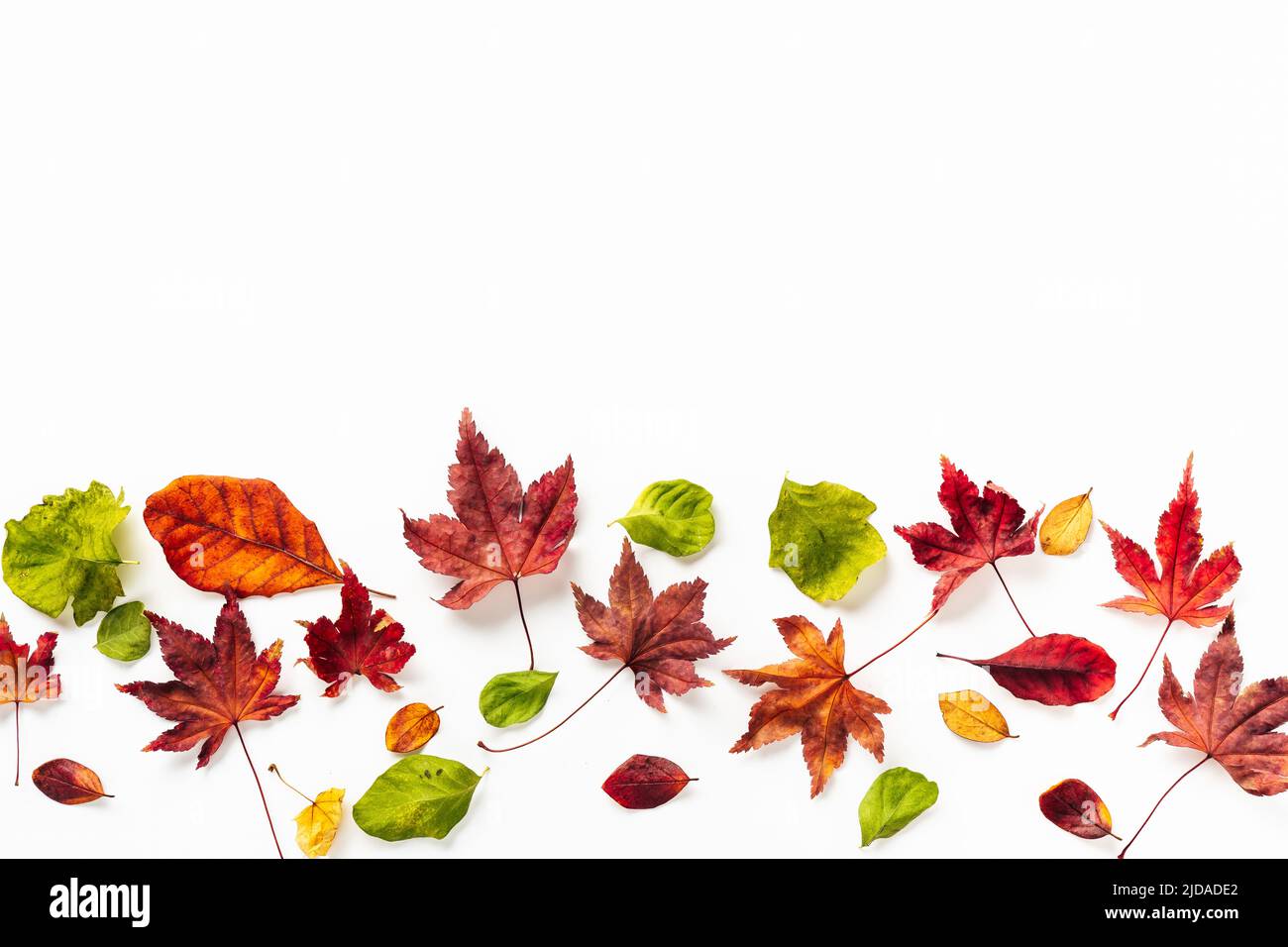 Top view of bright autumn leaves on the bottom of shot. White background Stock Photo