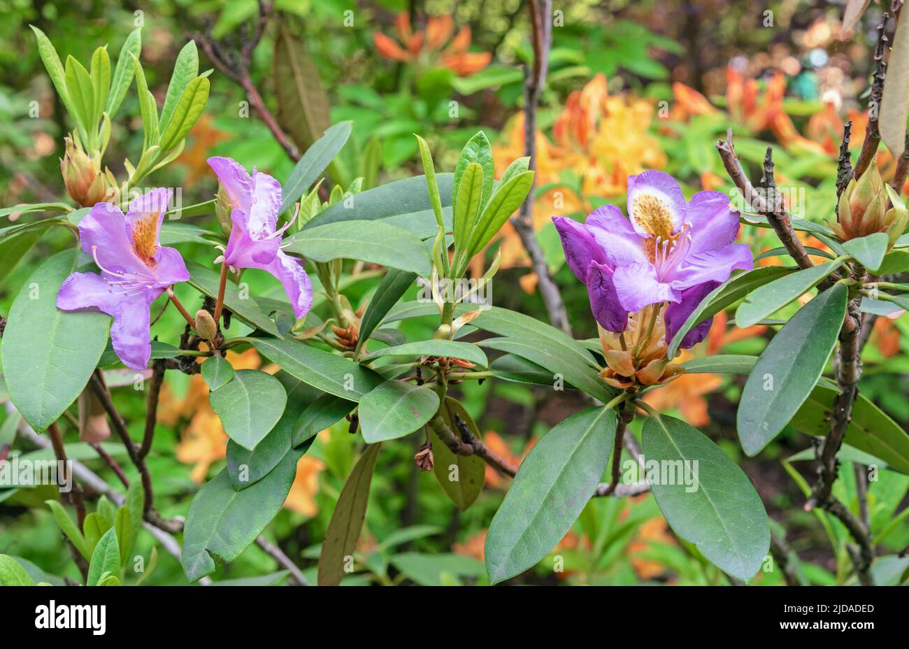 Pacific Rhododendron. Lilac California rhododendron. Blooming ...