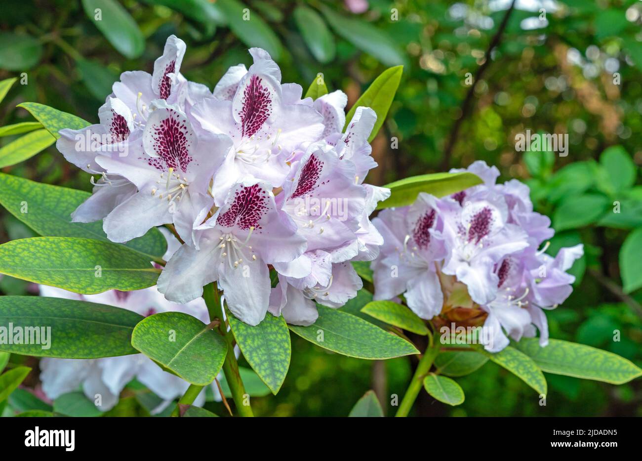 Pacific Rhododendron. White California rhododendron. Blooming ...