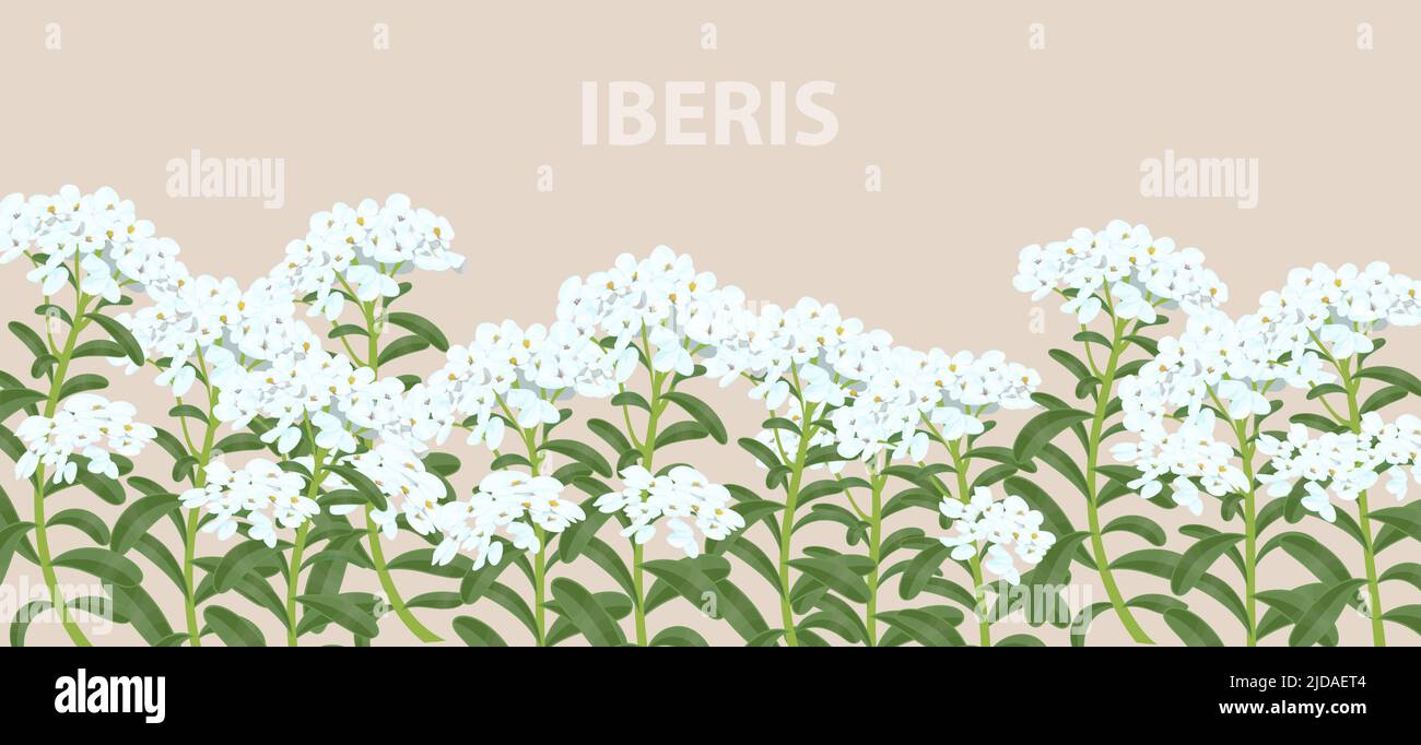 Iberis flowers on a horizontal realistic banner for print and design. Vector illustration. Stock Vector