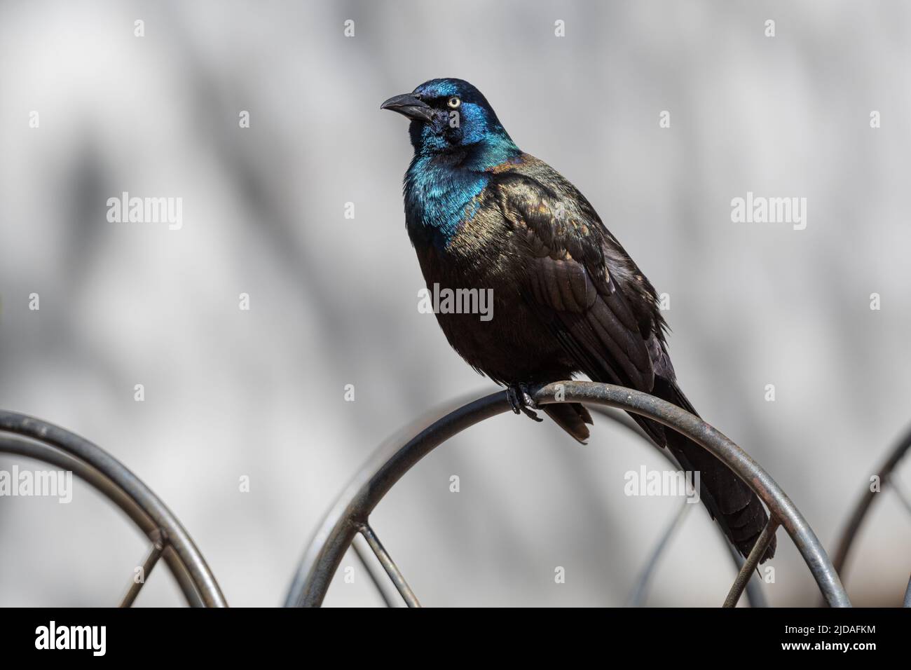 Common Grackle (Quiscalus quiscula) perched on a metal fence Stock Photo