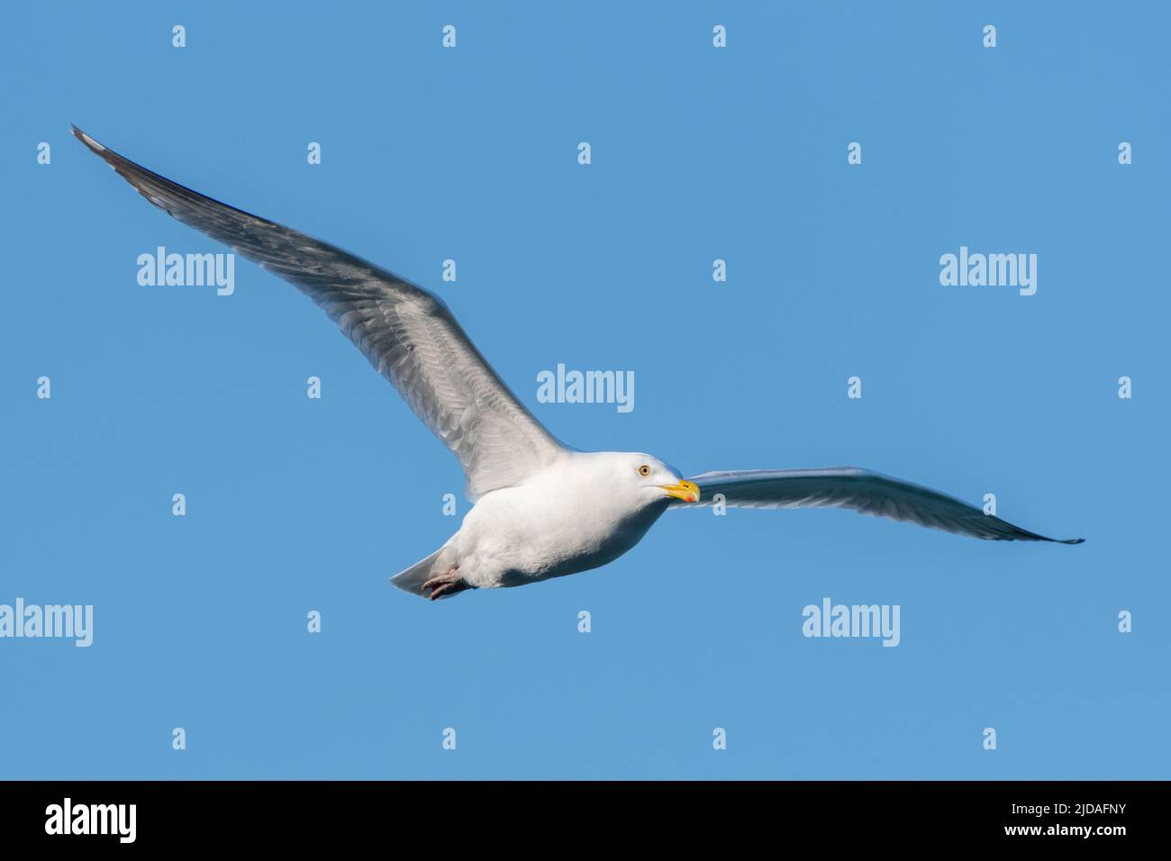 Herring Gull gliding against clear blue sky Stock Photo