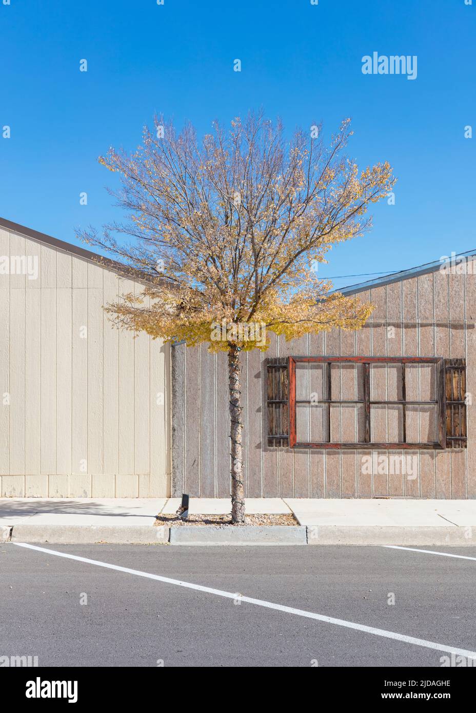 Lone tree and sparse building facades in a small town. Stock Photo