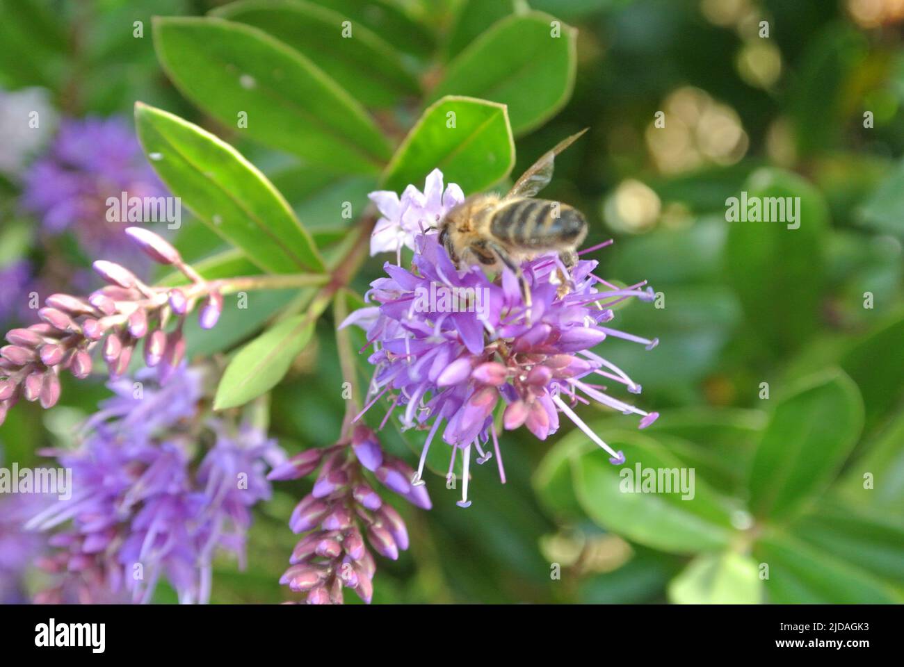 A Honey Bee Apis mellifera on a Hebe plant Stock Photo