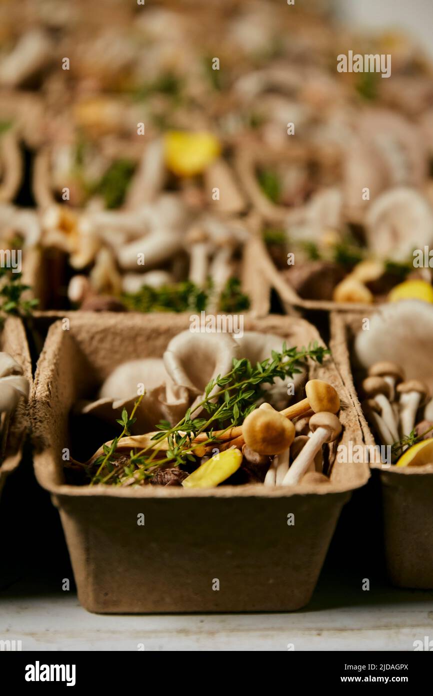 Still life of edible fungi in cardboard box, assorted mushrooms. Stock Photo