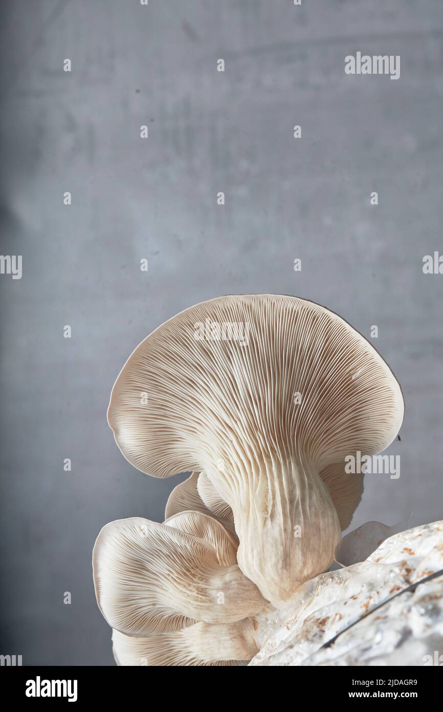 Close up of underside gills of farmed Oyster mushroom Stock