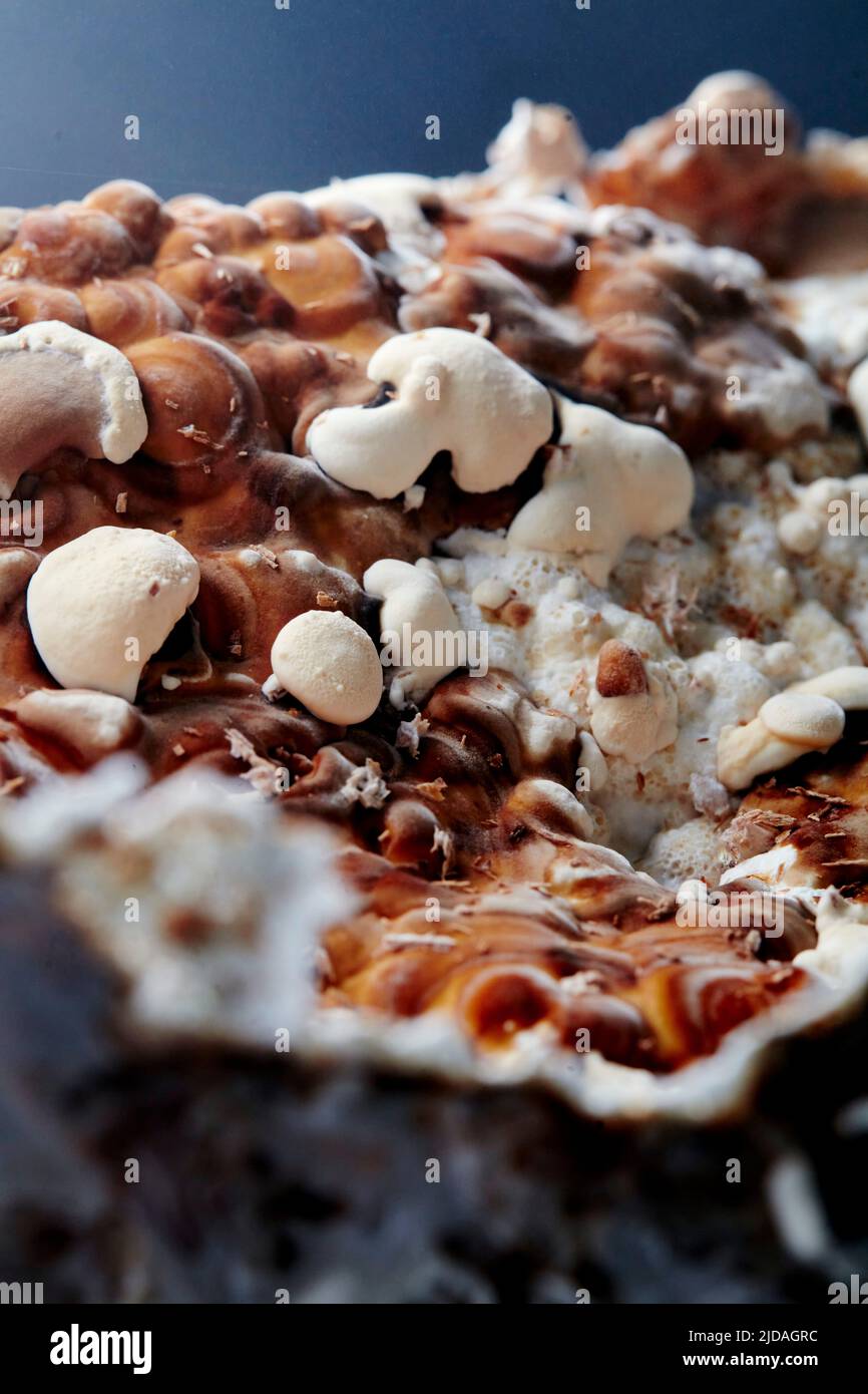 Close up of farmed, edible Reishi mushroom, Ganoderma lingzhi. Stock Photo