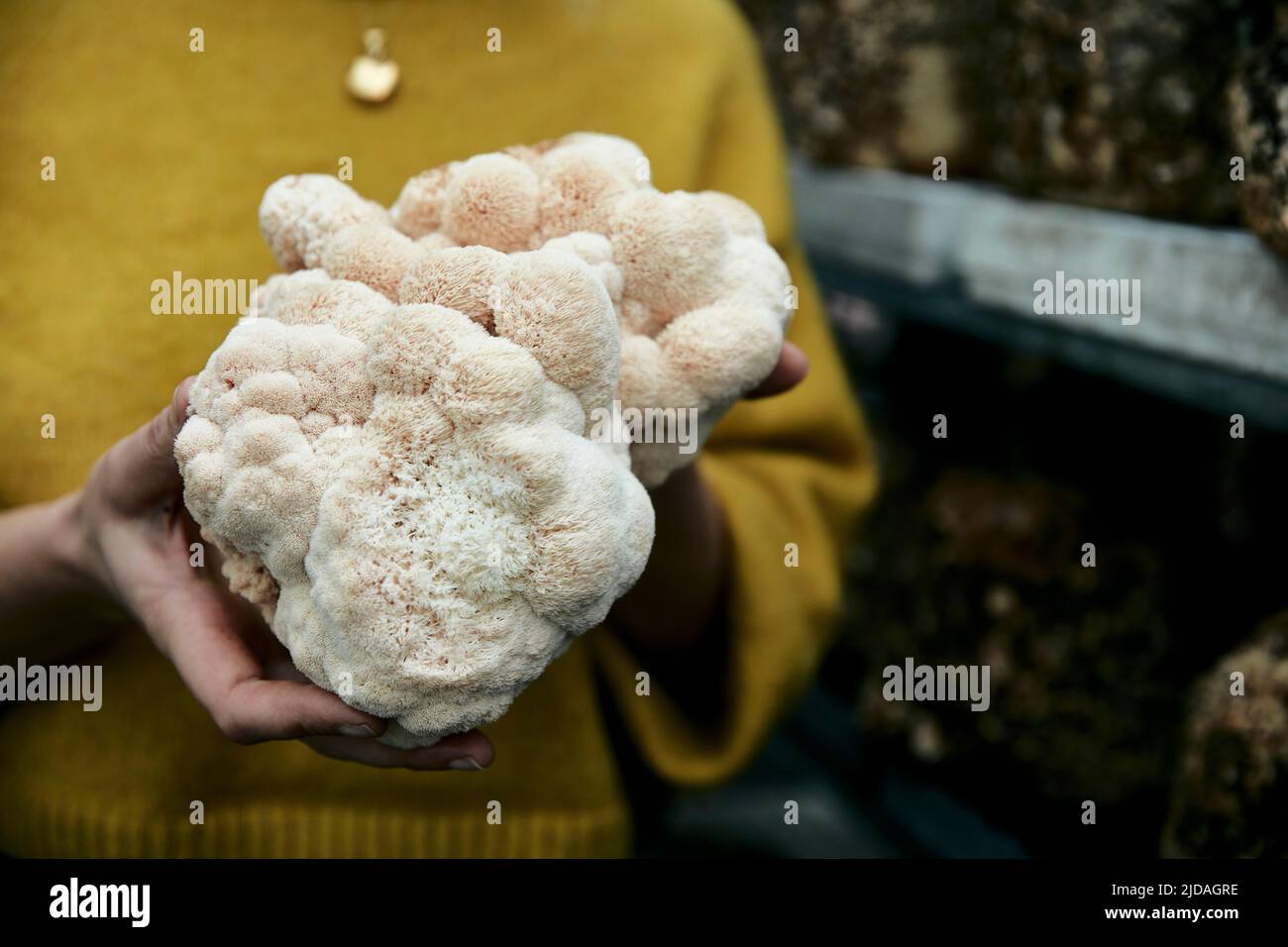 Close up of hands holding cultivated edible Lion's Mane (Hericium erinaceus) fungi Stock Photo