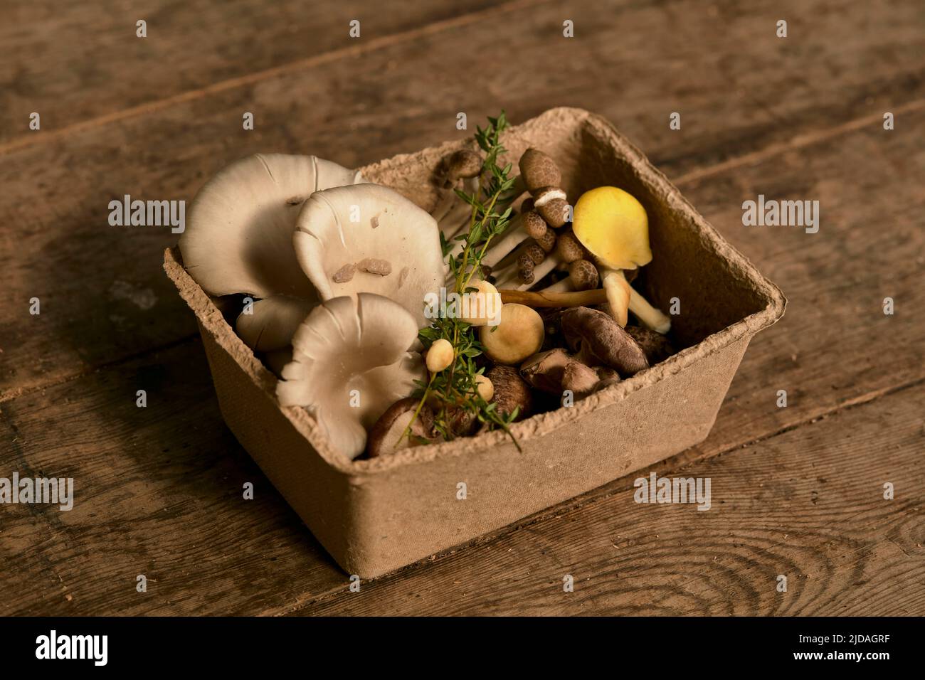 Still life of edible fungi in cardboard box, edible mushrooms cultivated at a fungarium. Stock Photo