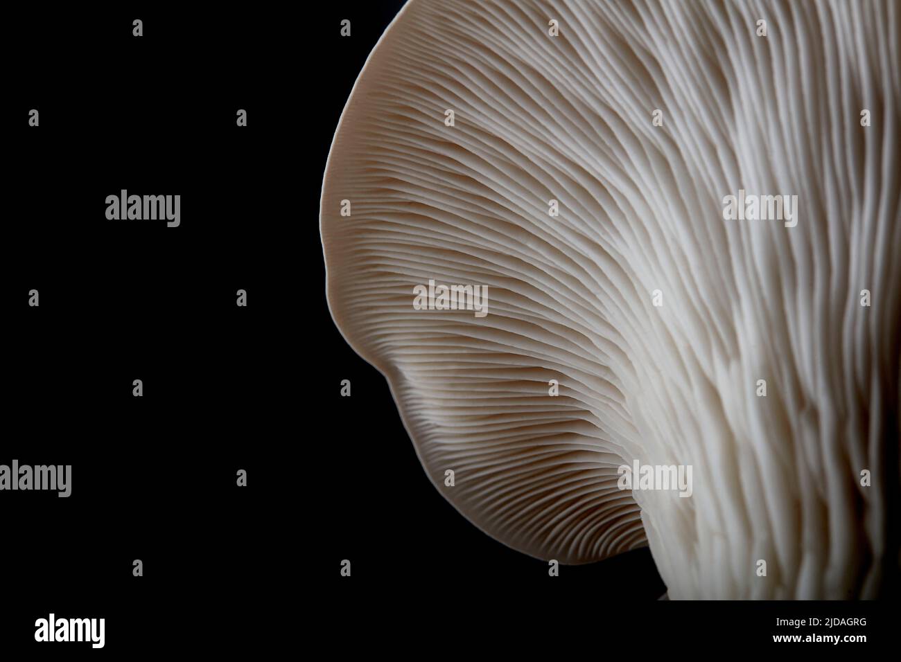 Close up of underside gills of farmed Oyster mushroom Stock