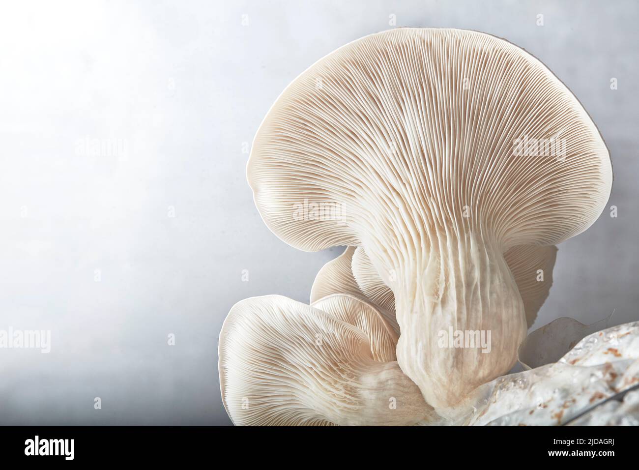 Close up of underside gills of farmed Oyster mushroom Stock Photo