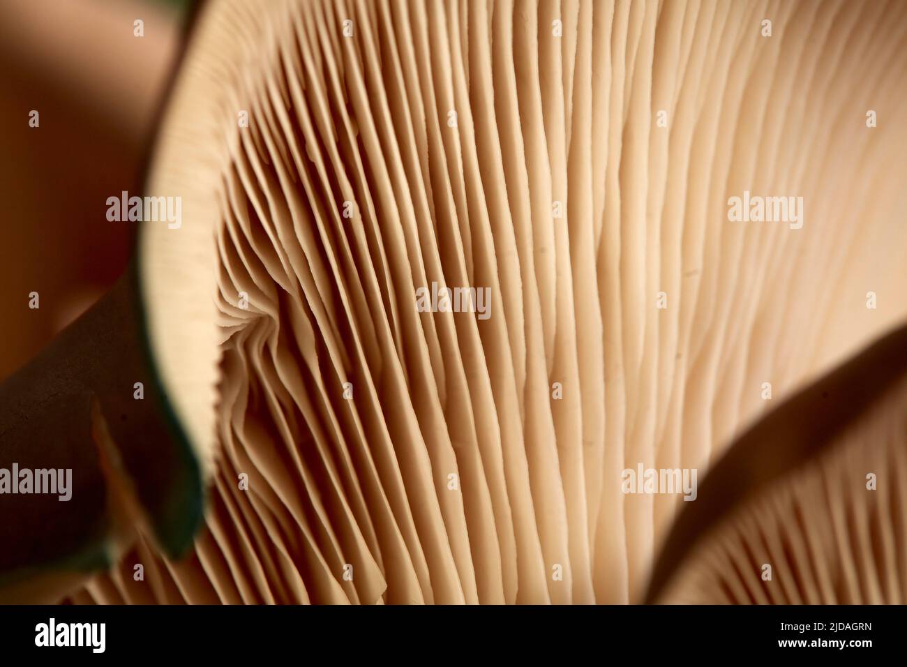 Close up of gills of Oyster mushroom, Pleurotus ostreatus Stock Photo