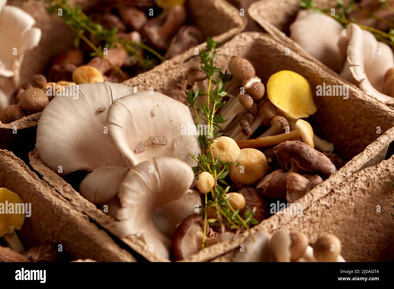 Close up of edible fungi in cardboard box, edible mushrooms cultivated at a fungarium. Stock Photo